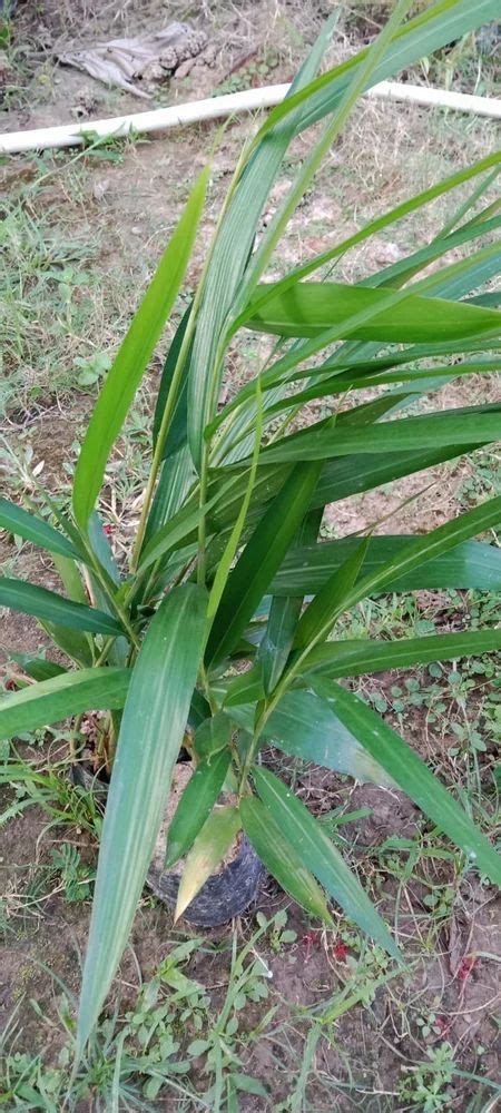 Fast Growth Green Cardamom Plant, For Garden at Rs 40/piece in Nagaon ...