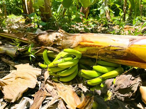 Inespre Inicia Compra De M S De Un Mill N De Bananos A Productores De