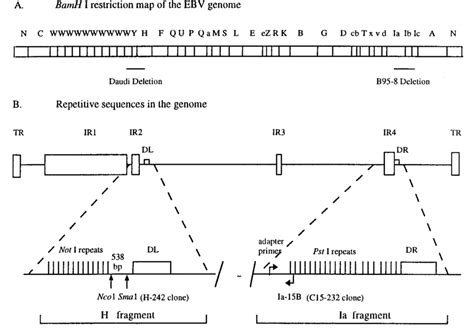 Schematic Diagrams Showing The BamHI Restriction Map Of The EBV Genome