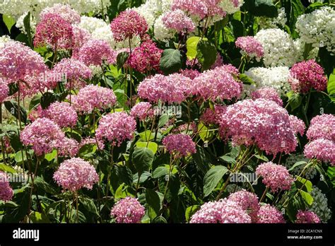 Annabelle Hydrangea Arborescens Hi Res Stock Photography And Images Alamy