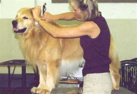 golden retriever: Grooming Your Golden Retriever