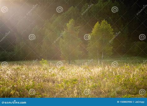 Green Lush Summer Trees At Warm Sunset Evening Golden Hour Sun Light