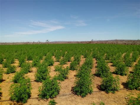 Pm Erradica Mais De Mil P S De Maconha Em Umburanas Ba Portal