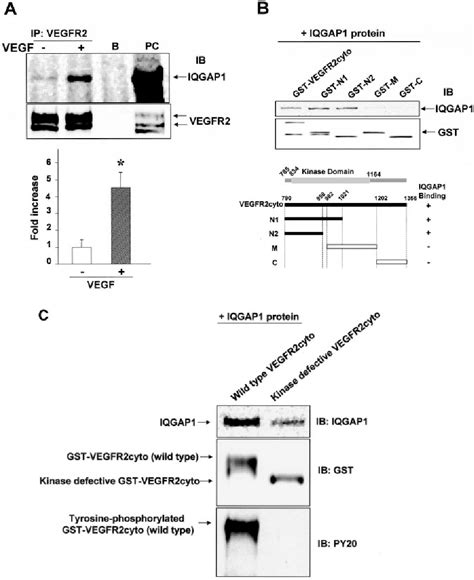 Figure 2 From IQGAP1 A Novel Vascular Endothelial Growth Factor