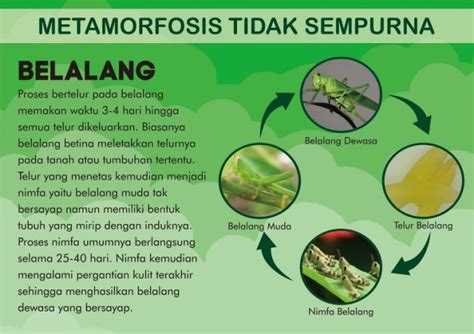 Inilah Penjelasan Tentang Metamorfosis Sempurna Dan Tidak Sempurna