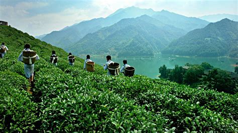 安化黑茶：前世岁月醇香，今生造“富”百姓 新湖南