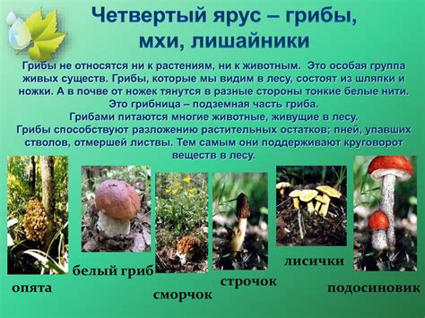 Ярусы леса и их обитатели - презентация онлайн