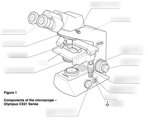 Anatomy Lab Microscopy Diagram Quizlet