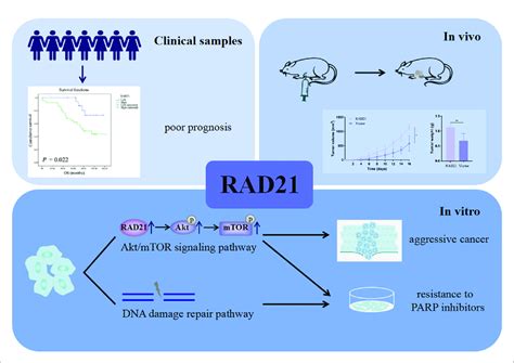 A Schematic Diagram Illustrating The Role Of Rad In Ovarian Cancer