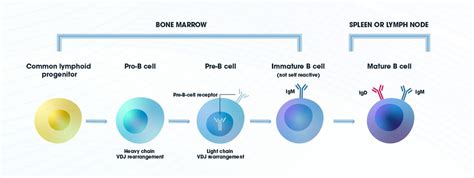 B Cells, Memory B Cells and Plasma Cells: B Cell Activation, Development and the B Cell Receptor ...