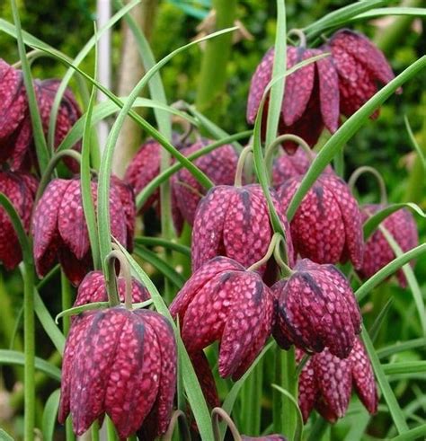 Szachownica Kostkowata Fritillaria Meleagris Rośliny ogrodowe