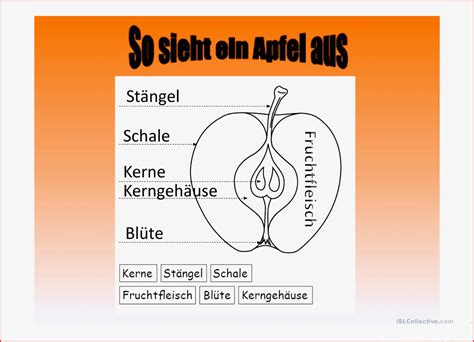 8 Ausgezeichnet Arbeitsblatt Von Der Blüte Zum Apfel Grundschule Sie