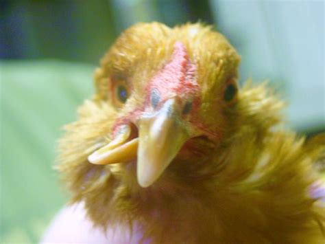 Chicken Coops Building Plans For Housing Your Flock Learn How Coop