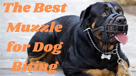 The Best Muzzle For Dog Biting How To Use Them Correctly Dog