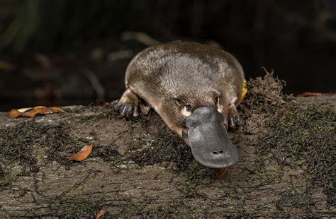 Platypus On A Log In Little Yarra River Victoria Australia Photograph