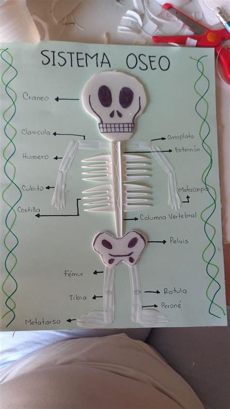 Esqueleto Humano Maqueta Del Sistema Oseo Con Material Reciclable