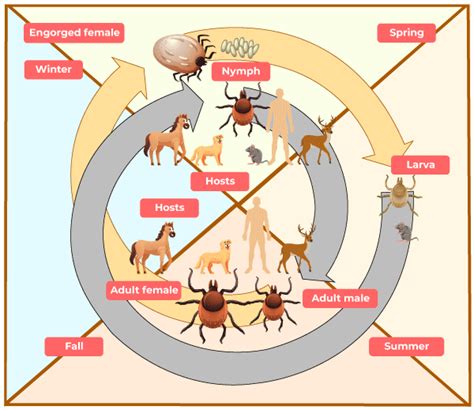 What Is Parasitism Definition Example Types