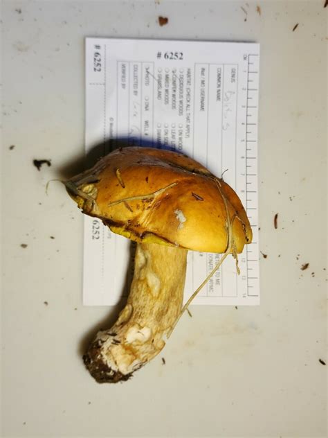 King Bolete From Clarion County PA USA On September 23 2022 At 03 23