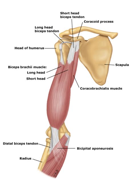 Ortho Case Bicep Tendon Rupture — Kwak Talk