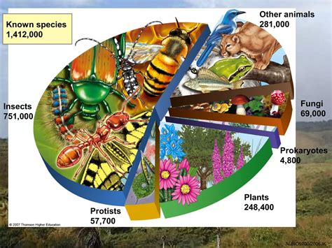 01 Levels Of Ecological Organisation PPT