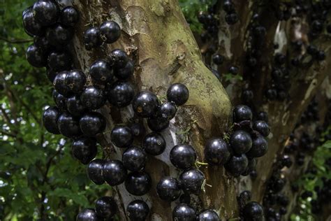 Tipicamente Brasileira A Jabuticaba Pode Ser Excelente Para O Organismo