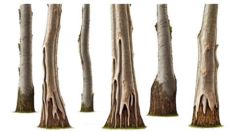 Tree Trunks Transparent Background Png Png