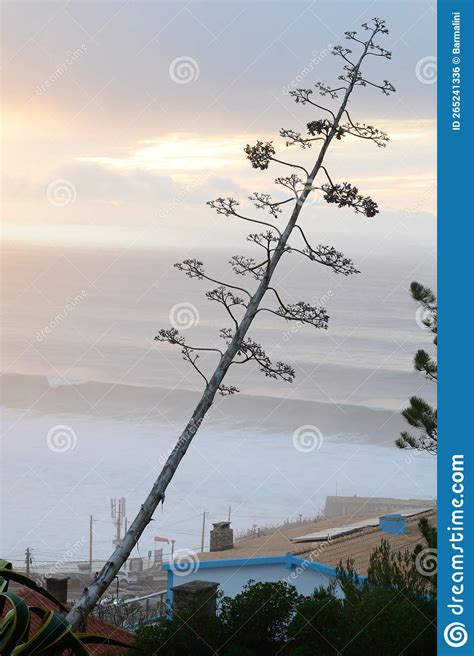 Magoito Beach At Sunset Beautiful Sandy Beach On Sintra Coast Lisbon