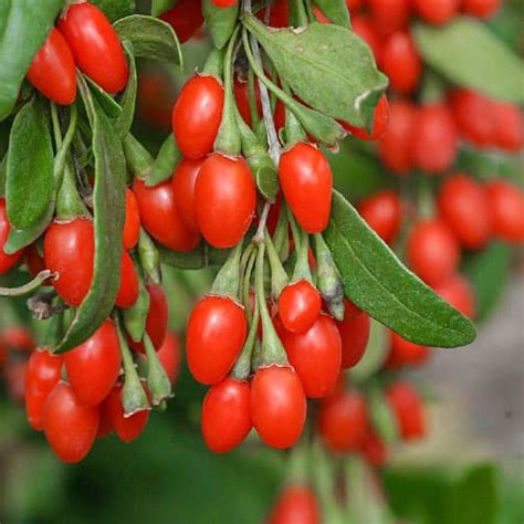 Годжи Нью Биг (9322): купить саженцы почтой в Беларуси | интернет ...