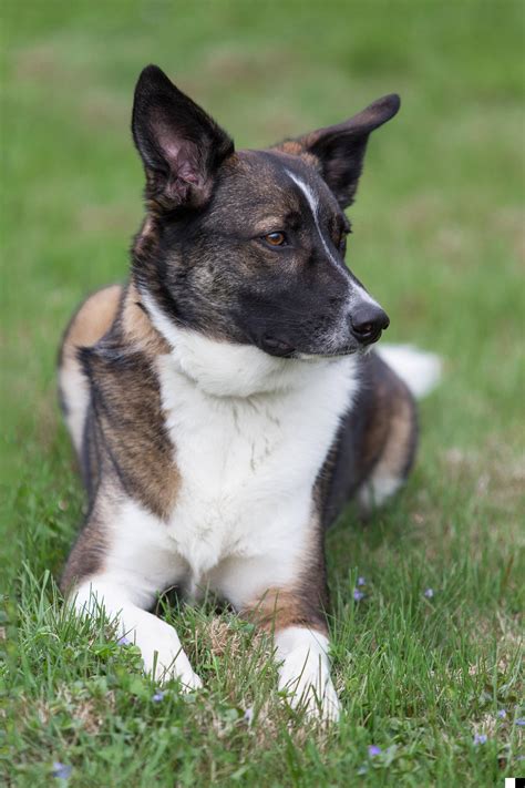 Testing Out My New Lens On Bandit R Germanshepherd