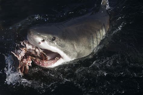 Hangry Great White Shark Filmed Feasting On Whale Carcass Nom Nom