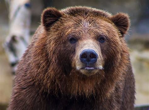 Best Grizzly Bear Tours On Vancouver Island Bc