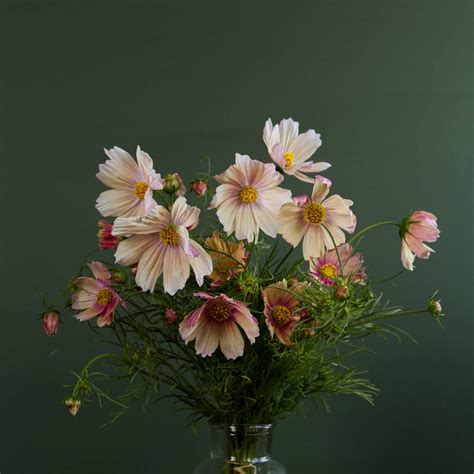 Cosmos - Apricot Lemonade - Seeds NZ – Emerden