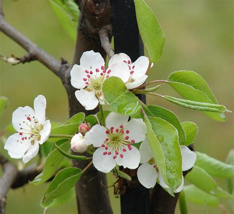 Plant Profile Apple Malus Domestica Aka M Pumila