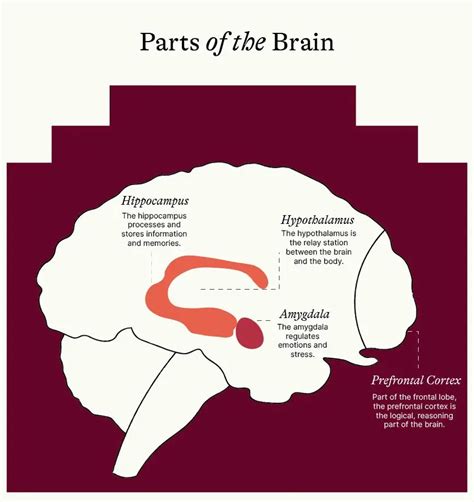 Understanding The Science Of Stress Momentous Institute