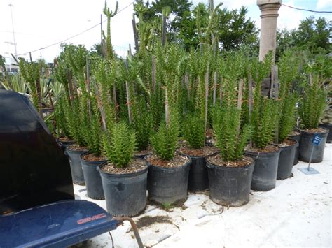 Opuntia Subulata The Cactus King