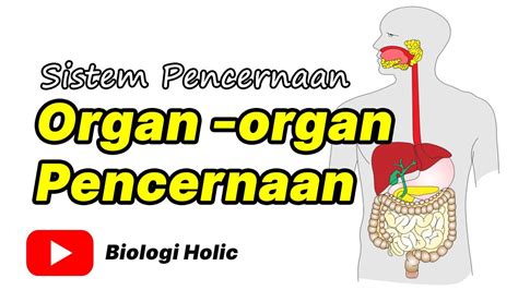 Sistem Pencernaan Organ Organ Pencernaan Animasi Youtube