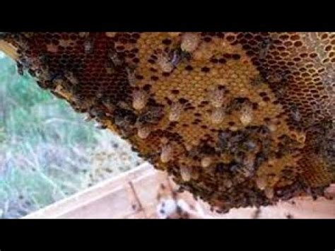 Qué ocurre si muere la abeja reina en una colmena Pregúntale a Mari