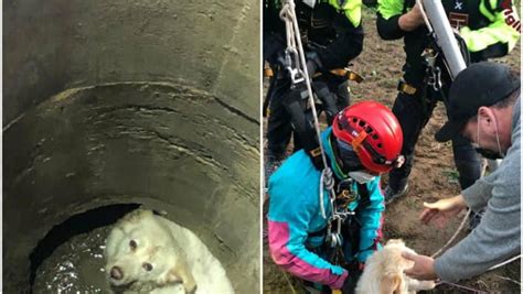 Cane Precipita In Pozzo Artesiano Profondo Sei Metri A Roma Salvato