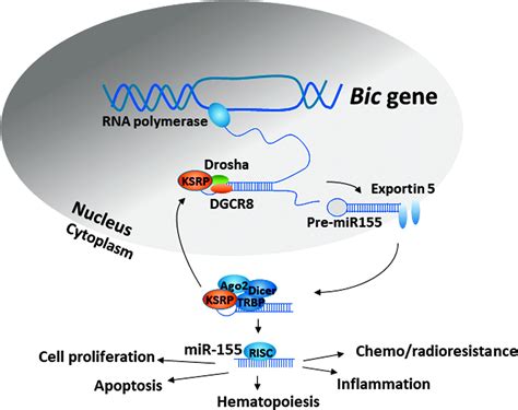 Microrna 155 A Master Regulator Of Inflammation Journal Of