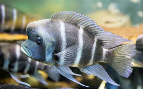 Frontosa Cichlid Size: How Big Do They Get? - AquariumNexus