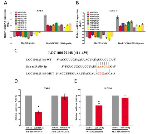 Long Non Coding Rna Loc100129148 Functions As An Oncogene In Human