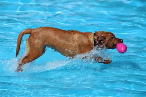 Kostenloser Badetag für alle Hunde Am 16 September wird Thalmässing