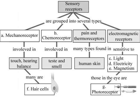 Sensory Receptors Diagram