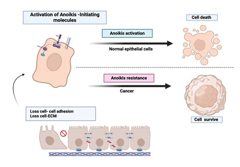 Anoikis Resistance Biorender Science Templates