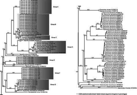 Neighbour Joining Phylogram Branch Lengths Indicate Sequence