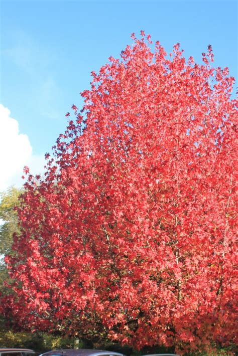 Liquidambar Styraciflua Lane Roberts Tree Hillier Trees