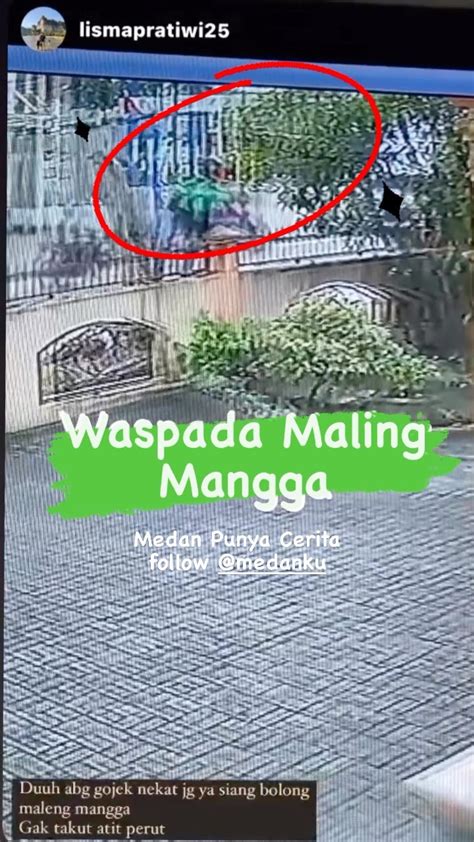 Waspada Maling Mangga Siang Bolong Menurut Pengirim Video Kejadian Di