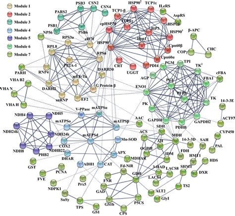 The Protein Protein Interaction Ppi Network In P Tenuiflora Roots