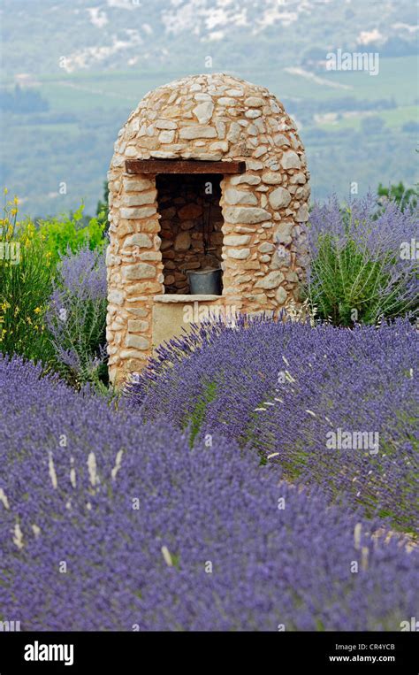 Stone Cottage With A Well In A Field Of Lavender Lavandula