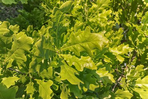 Foto Gratis Foglie Verdi Quercia Albero Rami Foglie Foglia Ramo